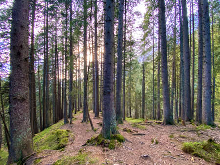 Evergreen forest or coniferous trees on the slopes of the Pilatus massif and in the alpine valleys below the mountain peaks, Alpnach - Canton of Obwalden, Switzerland (Kanton Obwald, Schweiz)の写真素材
