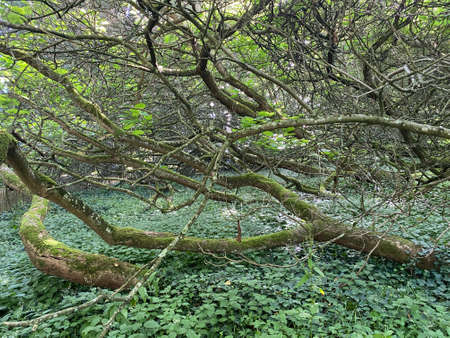 Southern catalpa, Cigartree, Indian-bean-tree, Trumpet tree, Catalpa bignonioides or Trompetenbaum -...
