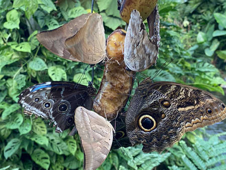 Exotic and tropical butterflies in the butterfly house or exotische und tropische Schmetterlinge im...