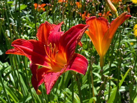 Daylily Hemerocallis 'Hexenrittâ (Hemerocallis Hybride 'Hexenrittâ), Die Taglilie Hemerocallis Hexenritt, Mainau - Constance, Germany / Konstanz, Deutschlandの写真素材