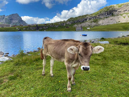 Cows on the on meadows and pastures on the slopes of the alpine valley Melchtal and in Uri Alps massif, Melchtal - Canton of Obwalden, Switzerland (Kanton Obwald, Schweiz)の写真素材