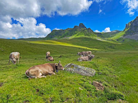 Cows on the on meadows and pastures on the slopes of the alpine valley Melchtal and in Uri Alps massif, Melchtal - Canton of Obwalden, Switzerland (Kanton Obwald, Schweiz)の写真素材