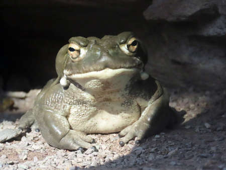 Colorado River toad (Incilius alvarius), Sonoran Desert toad, Die ColoradokrÃ¶te (Coloradokroete)...