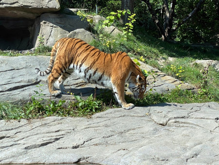 Siberian tiger 'Irina' (Panthera tigris altaica), Der Sibirische Tiger, Amurtiger, Ussuritiger,...