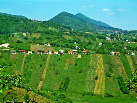 The Sveta Jana Wine Region, Slavetic (Croatia) / Svetojansko-SlavetiÄko Vinogorje, SlavetiÄ (Hrvatska)の写真素材