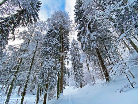 Picturesque canopies of alpine trees in a typical winter atmosphere after heavy snowfall in the Swiss Alps, SchwÃ¤galp mountain pass - Canton of Appenzell Ausserrhoden, Switzerlandの写真素材