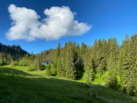 Evergreen forest or coniferous trees over the Iberig region and on the slopes of the Schwyz Alps mountain massif, Oberiberg - Canton of Schwyz, Switzerland (Kanton Schwyz, Schweiz)の写真素材