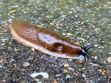 Spanish Slug (Arion lusitanicus - Arion vulgaris), Die Spanische Wegschnecke or Portuguese slug as an invasive species and garden pest ili Å panjolski puÅ¾ golaÄの写真素材