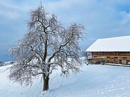 Idyllic Swiss alpine mountain huts and traditional Swiss rural architecture dressed in winter clothes and in a fresh snow cover on the slopes of Mountain Rigi, Weggis - Canton of Lucerne, Switzerlandの写真素材