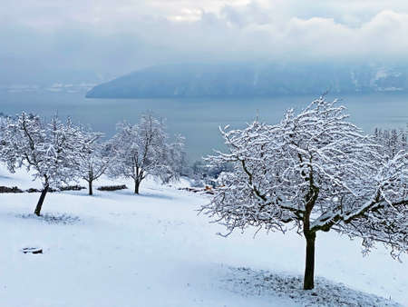 Snow idyll on the lake Lucerne (VierwaldstÃ¤ttersee or Vierwaldstaettersee) in the Weggis settlement - Canton of Lucerne, Switzerland (Schweiz)の写真素材