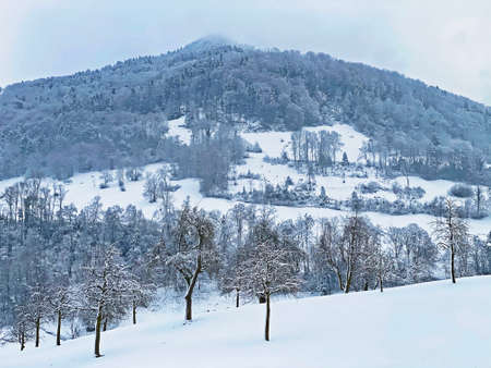 Fresh snow cover in the subalpine mixed forest on the slopes of Mountan Rigi, Weggis - Canton of Lucerne, Switzerland (Schweiz)の写真素材