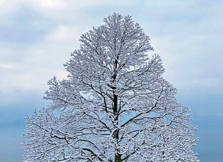 Single trees and mixed subalpine forest on the slopes of Rigi Mountain and over the Lake Lucerne (VierwaldstÃ¤ttersee or Vierwaldstaettersee), Weggis - Switzerland (Schweiz)の写真素材