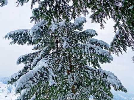 Single trees and mixed subalpine forest on the slopes of Rigi Mountain and over the Lake Lucerne (VierwaldstÃ¤ttersee or Vierwaldstaettersee), Weggis - Switzerland (Schweiz)の写真素材