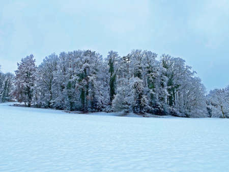 Single trees and mixed subalpine forest on the slopes of Rigi Mountain and over the Lake Lucerne (VierwaldstÃ¤ttersee or Vierwaldstaettersee), Weggis - Switzerland (Schweiz)の写真素材