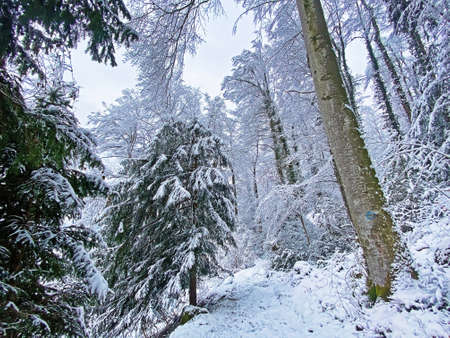 Single trees and mixed subalpine forest on the slopes of Rigi Mountain and over the Lake Lucerne (VierwaldstÃ¤ttersee or Vierwaldstaettersee), Weggis - Switzerland (Schweiz)の写真素材