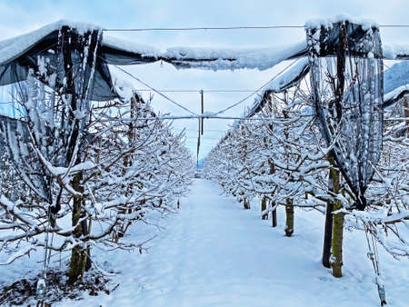 Fruit trees in winter ambience on the slopes of Mount Riga and orchards over Lake Lucerne...