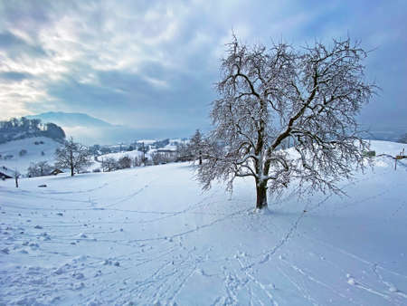 Fruit trees in winter ambience on the slopes of Mount Riga and orchards over Lake Lucerne (VierwaldstÃ¤ttersee or Vierwaldstaettersee), Weggis - Switzerland (Schweiz)の写真素材