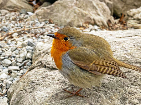 The European robin bird (Erithacus rubecula), Robin redbreast, Das Rotkehlchen Vogel or Ptica...