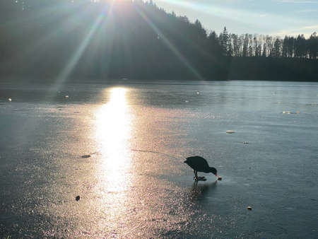 Late winter and early spring on the TÃ¼rler Lake or TÃ¼rlersee Lake (Tuerlersee oder Turlersee), Aeugst am Albis - Canton of ZÃ¼rich, Switzerland (Schweiz)の写真素材