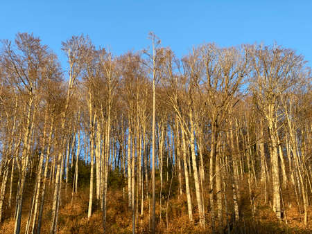 Natural landscape with early spring pastures and mixed forests in the area of Lake TÃ¼rler or TÃ¼rlersee lake (Tuerlersee oder Turlersee) during early spring, Aeugst am Albis - Switzerland (Schweiz)の写真素材