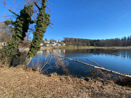Late winter and early spring on the Gattikerweiher pond and in the protected natural area of Landforst, Gattikon - Canton of ZÃ¼rich (Zuerich or Zurich), Switzerland (Schweiz)の写真素材