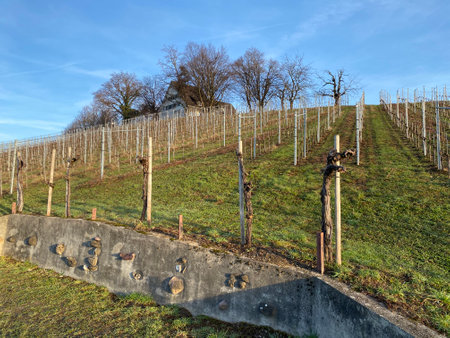 Vineyards on the hill of the Au Peninsula in Lake Zurich (ZÃ¼richsee oder Zuerichsee), WÃ¤denswil (Waedenswil) - Canton of ZÃ¼rich (Zuerich), Switzerland (Schweiz)のeditorial素材