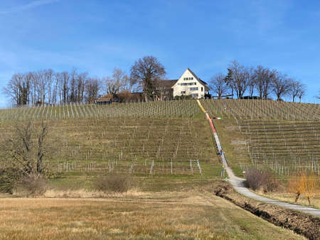 Vineyards on the hill of the Au Peninsula in Lake Zurich (ZÃ¼richsee oder Zuerichsee), WÃ¤denswil (Waedenswil) - Canton of ZÃ¼rich (Zuerich), Switzerland (Schweiz)のeditorial素材