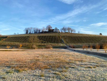 Vineyards on the hill of the Au Peninsula in Lake Zurich (ZÃ¼richsee oder Zuerichsee),...