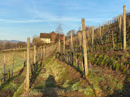 Vineyards on the hill of the Au Peninsula in Lake Zurich (ZÃ¼richsee oder Zuerichsee), WÃ¤denswil (Waedenswil) - Canton of ZÃ¼rich (Zuerich), Switzerland (Schweiz)のeditorial素材