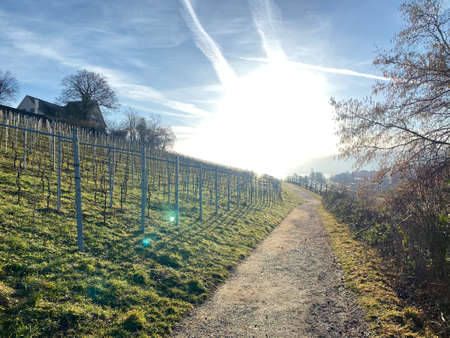Vineyards on the hill of the Au Peninsula in Lake Zurich (ZÃ¼richsee oder Zuerichsee), WÃ¤denswil (Waedenswil) - Canton of ZÃ¼rich (Zuerich), Switzerland (Schweiz)のeditorial素材