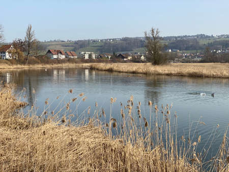 Stille Reuss or Stilli RÃ¼ss (Stilli Ruess) in the natural protection zone Aargau Reuss river plain (Naturschutzzone Aargauische Auen in der Reussebene), Rottenschwil - Switzerland (Schweiz)の写真素材