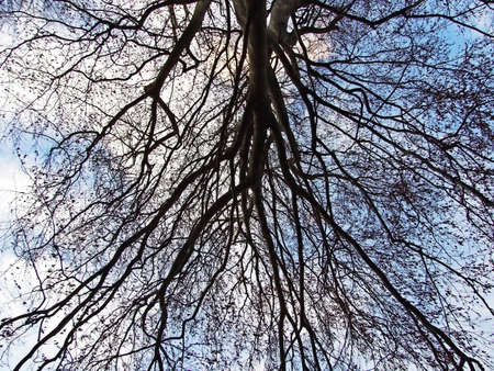 View of the sky and sun through the trees in the alpine forests on the slopes of the Sevelerberg and...