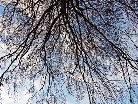 View of the sky and sun through the trees in the alpine forests on the slopes of the Sevelerberg and...