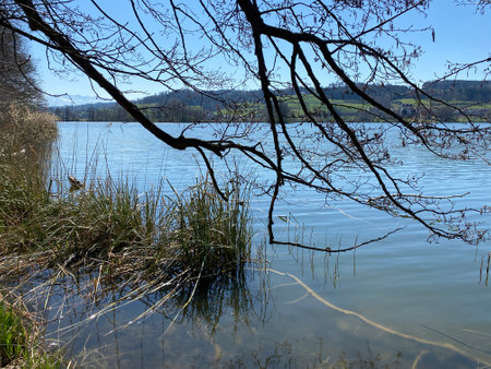 Late winter and early spring on the lake Mauensee or Lake Mauen (Mauesee) - Canton of Lucerne, Switzerland (Schweiz)の写真素材
