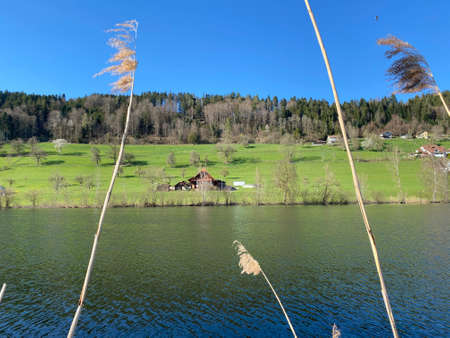Late winter and early spring on the beautiful small lake Egolzwilersee or Lake Egolzwiler, Egolzwil - Canton of Lucerne, Switzerland (Schweiz)の写真素材