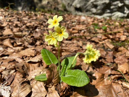 The Cowslip primrose (Primula veris Primula officinalis), Die Echte SchlÃ¼sselblume (Schluesselblume oder Die Echte Schlusselblume), Barsunasta vesnaca, Pravi ili Ljekoviti jaglacの写真素材