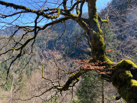Mixed forests and a variety of trees on the slopes of Jura mountain and the canyon of the river Orbe, Vallorbe - Canton of Vaud, Switzerland (Kanton Waadt, Schweiz)の写真素材