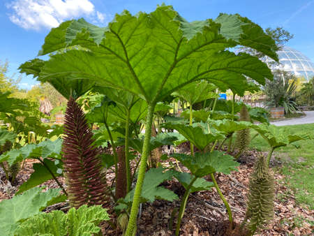 The Giant rhubarb (Gunnera tinctoria), Chilean rhubarb, Chile-Mammutblatt, Chile-Rhabarber, La nalca, Pangue or Divovska rabarbara (The Botanical Garden of the University of Zurich, Switzerland)の写真素材