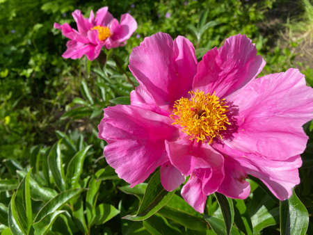 Chinese herbaceous peony (Paeonia lactiflora), Common garden peony, Milchweisse Pfingstrose, Chinesische Pfingstrose oder Edel-Pfingstrose (The Botanical Garden of University of Zurich, Switzerland)の写真素材