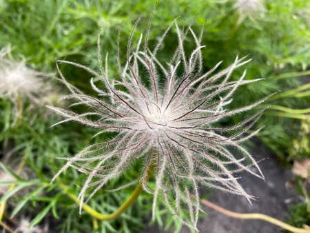 The Pasqueflower (Anemone pulsatilla, Pulsatilla vulgaris), Meadow Anemone, Wind Flower, Pasque Flower, Pasqueflower, Meadow Anemone, April Fools, Badgers, Blue Money, Blue Tulip or Cat's eyesの写真素材