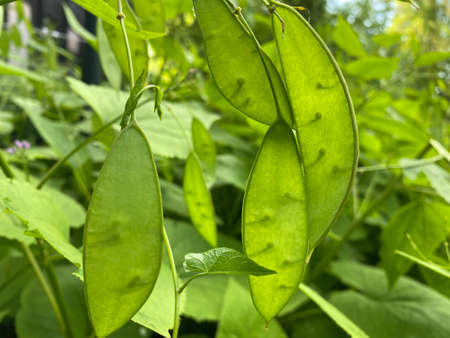The Perennial honesty (Lunaria rediviva), das Ausdauernde Silberblatt, Wildes Silberblatt oder...