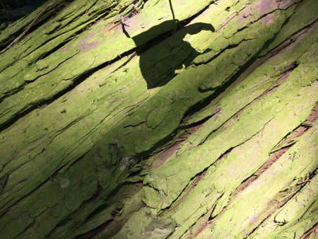 Background of dry green bark of a coniferous tree in a city park - St. Gallen, Switzerland