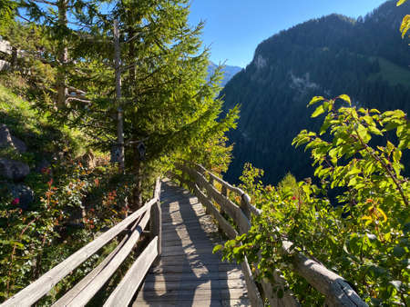 Rose Garden Uhrerhof (The highest rose garden in Europe) or Rosarium Uhrerhof (HÃ¶chstgelegener Rosengarten Europas) or Roseto Ortisei - South Tyrol, Italy (SÃ¼dtirol, Italien)の写真素材