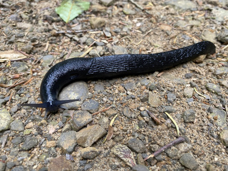 Black arion (Arion ater), European black slug or Large black slug, Grosse Schwarze Wegschnecke,...
