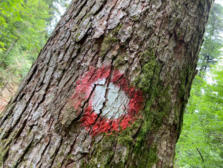 Hiking markings on the trails around the Lokve lake or the Lokvarsko Lake reservoir in Gorski kotar - Croatia (Planinarske markacije na stazama oko Omladinskog ili Lokvarskog jezera u Gorskom kotaru)の写真素材