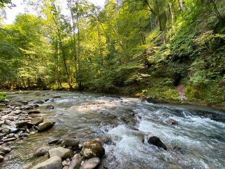 Curak stream near the Zeleni vir picnic area in Gorski kotar - Vrbovsko, Croatia (Potok Curak kod...