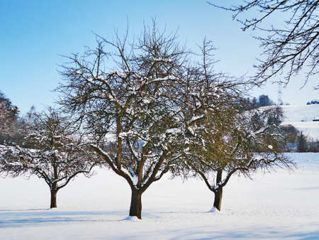 Branches of trees and trees covered with a fresh snow mantle along the accumulation lake GÃ¼bsensee (Guebsensee or GÃ¼bsen Lake) above the canyon of the river Sitterの写真素材