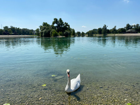 The mute swan (Cygnus olor, Gmelin), der HÃ¶ckerschwan or Cygne tuberculÃ© on Jarun Lake, Zagreb - Croatia (Crvenokljuni labud ili Grbavi labud na Jarunskom jezeru, Zagreb - Hrvatska)の写真素材