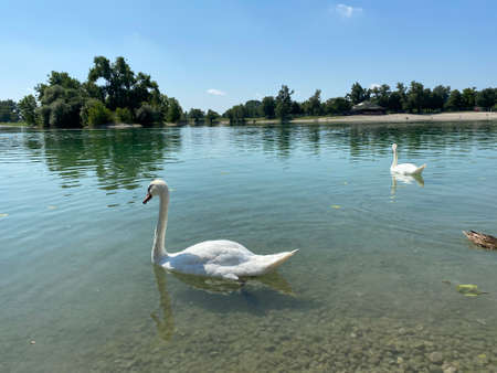 The mute swan (Cygnus olor, Gmelin), der HÃ¶ckerschwan or Cygne tuberculÃ© on Jarun Lake, Zagreb - Croatia (Crvenokljuni labud ili Grbavi labud na Jarunskom jezeru, Zagreb - Hrvatska)の写真素材