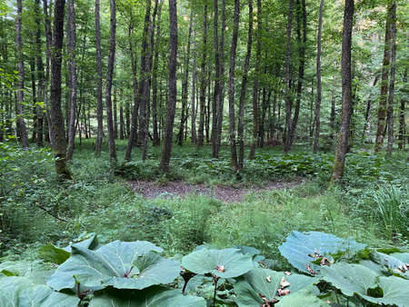 Mixed mountain forest in the valley of the river Kupica, Donje Tihovo - Gorski Kotar County, Croatia...